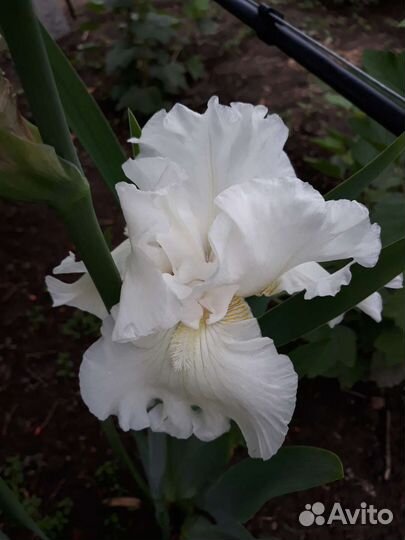 Ирис бородатый белый
