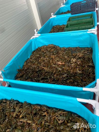 Раки лучшие доставка без промедлений