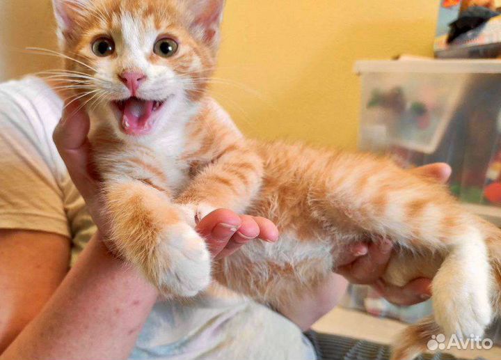 Котята в добрые руки бесплатно