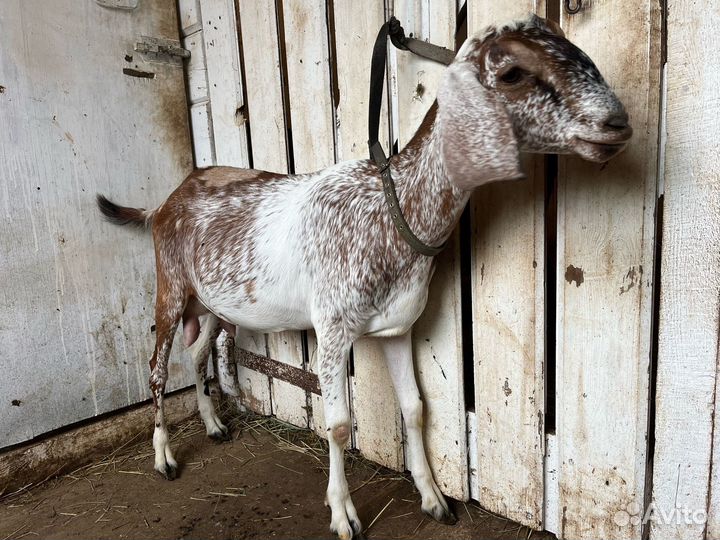 Дойные нубийские козы