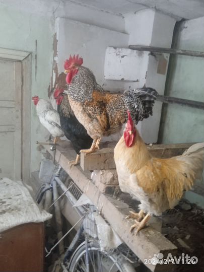 Продам Петушков