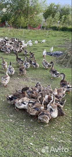 Утка Башкирская