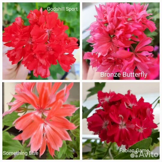 Пеларгонии сортовые