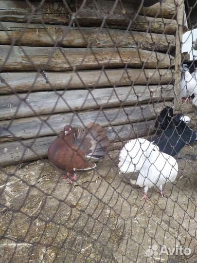 Голуби павлины