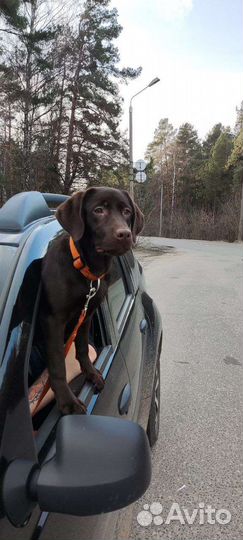 Лабрадор девочка (1 год)