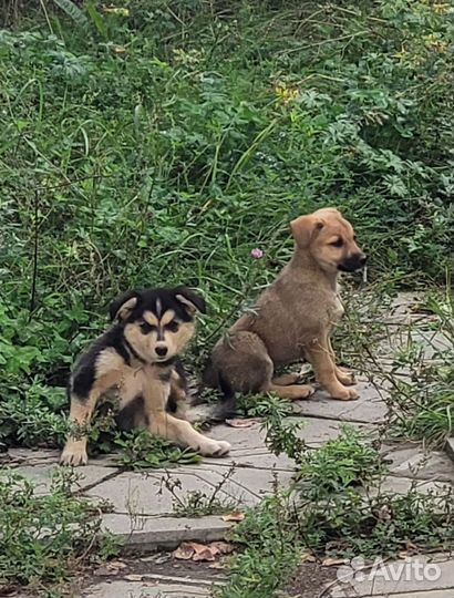 Щенок в добрые руки бесплатно