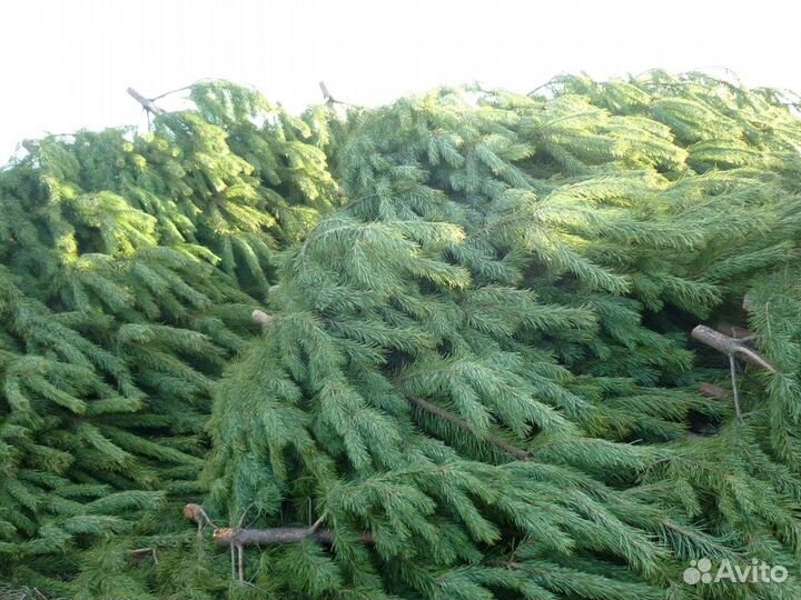 Сосна, ель, пихта, лапник