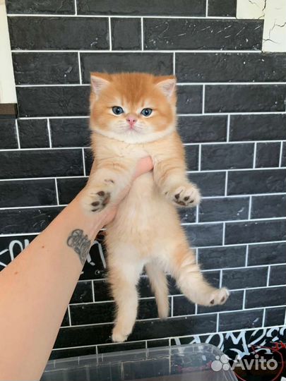 Котики британская золотая шиншилла