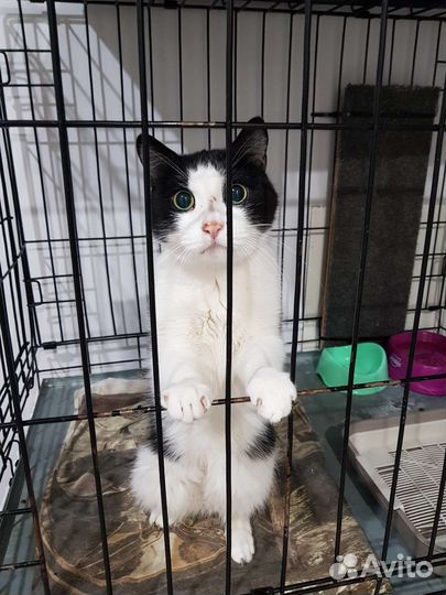 Кот Сёма ищет дом