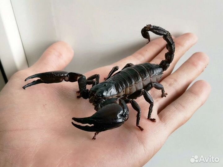 Скорпионы, пауки, сколопендры