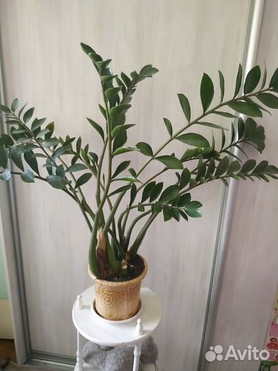 Продам цветы комнатные