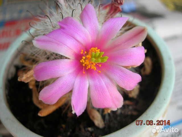 Цветущий кактус