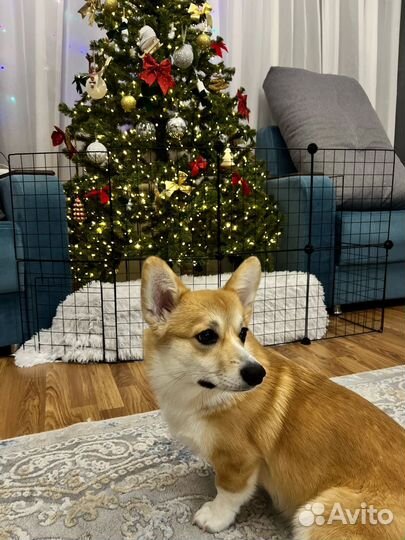 Продам в добрые руки Вельш-корги