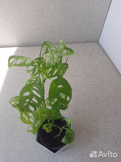 Монстера манки маск