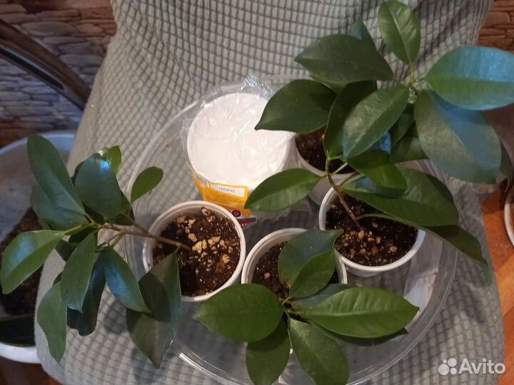 Фикус микрокарпа гинсенг