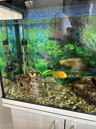 Аквариумные рыбки отдам бесплатно