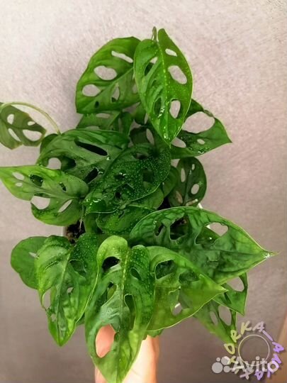 Монстера Адансона