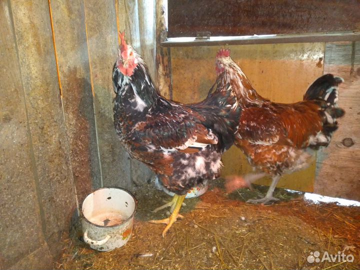 Ливенские ситцевые инкубационное яйцо