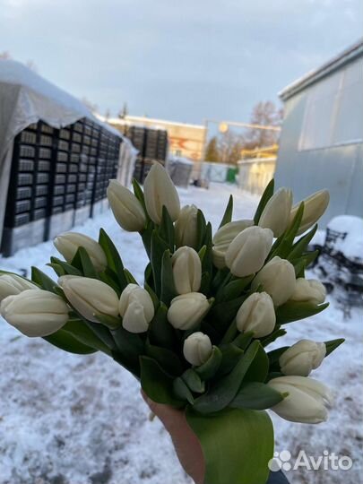Тюльпаны оптом