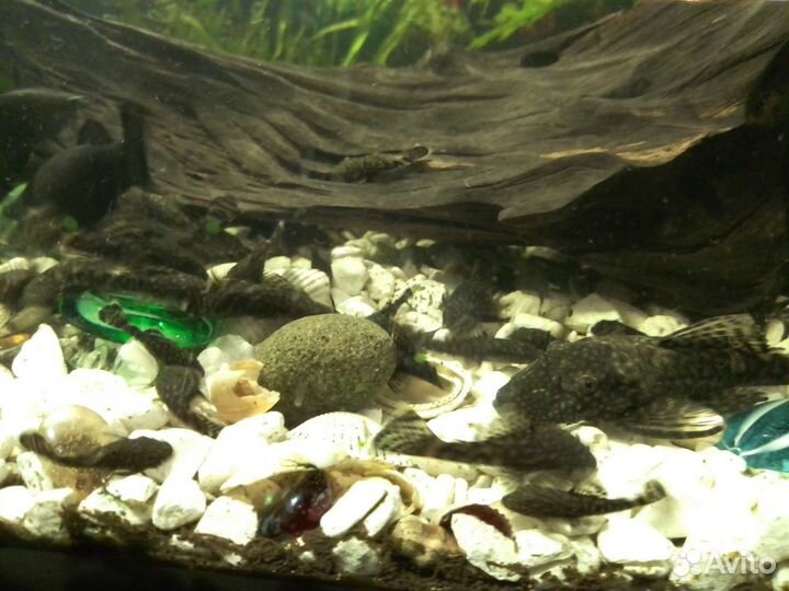 Сомики анциструсы