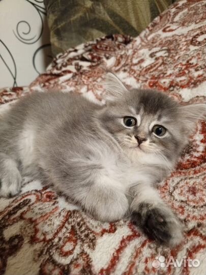 Отдам в добрые руки котят