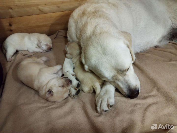 Щенки лабрадора ретривера
