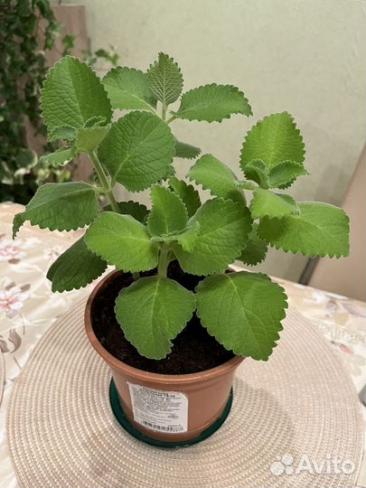 Домашняя мята - плектрантус