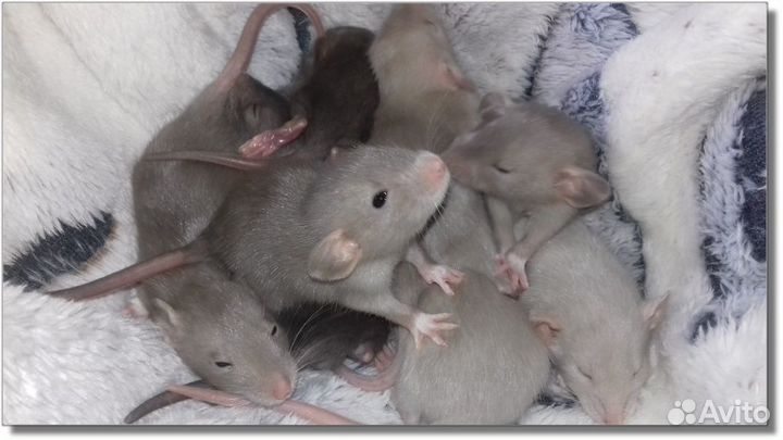 Крысята Дамбо. Крысы кофейные, молочные. Питомник