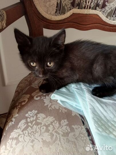 Котенок мальчик бесплатно