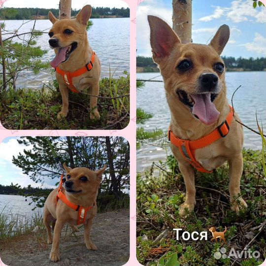 Маленькая собака