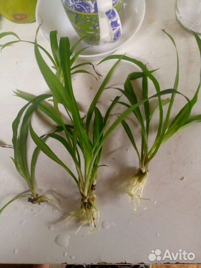 Хлорофитум