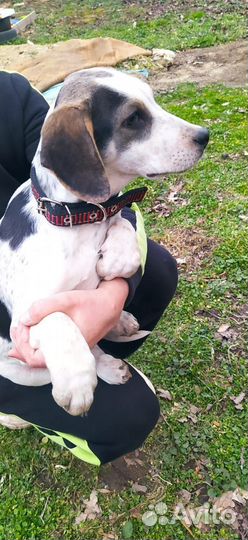 Девочка Герда в добрые руки