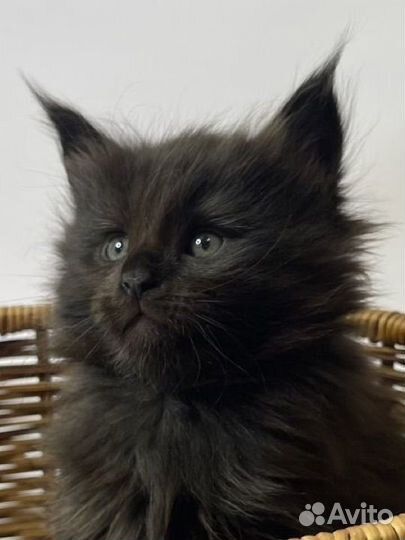 Мейн-кун полидакты и классические