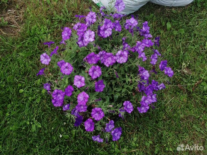 Петунии Tidal,ShockWave,RimMangenta