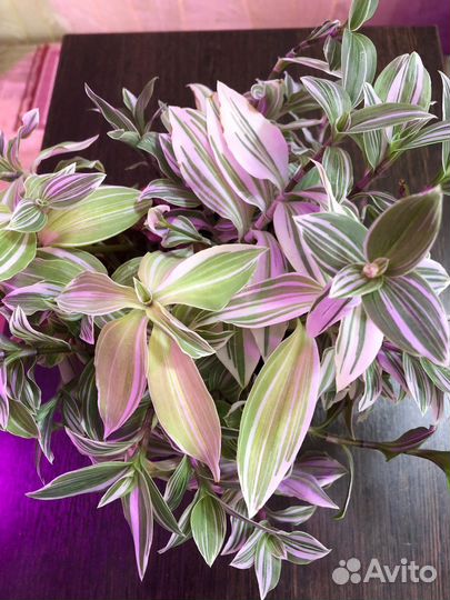 Комнатные цветы