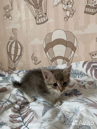 Котенок в добрые руки