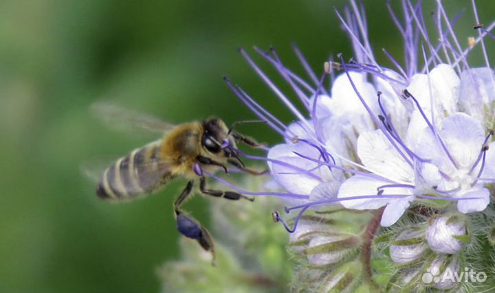 Семена фацелии
