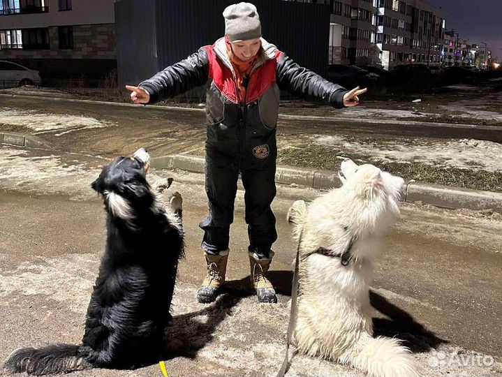 Кинолог. Дрессировка и воспитание собак и щенков