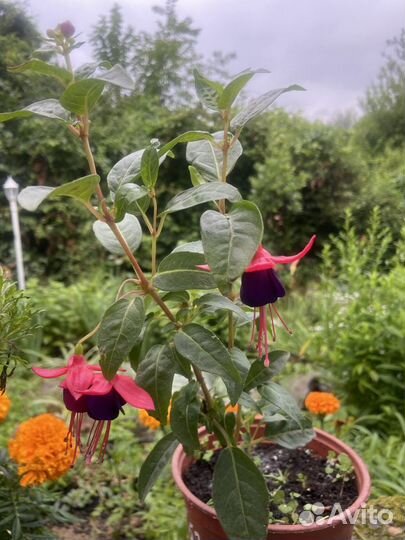 Фикус пумила, фуксия, виноград виччи