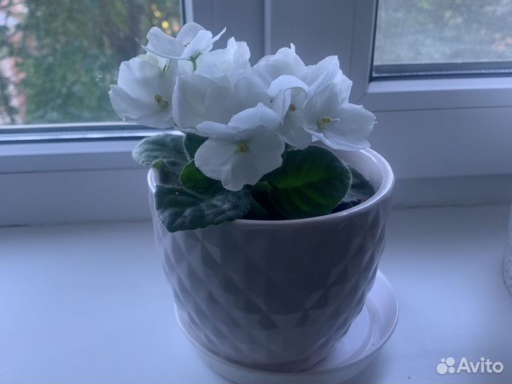 Фиалка в горшках