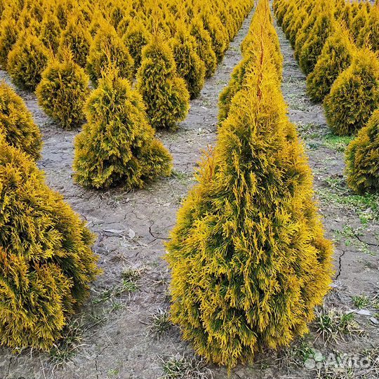 Туя западная 
