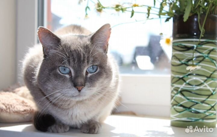 Котенок в дом