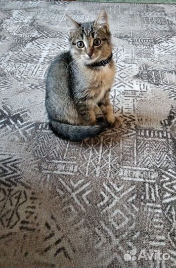 Котик