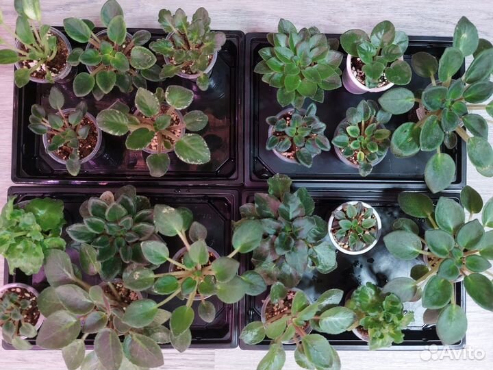 Миниатюрные фиалки (набор деток)