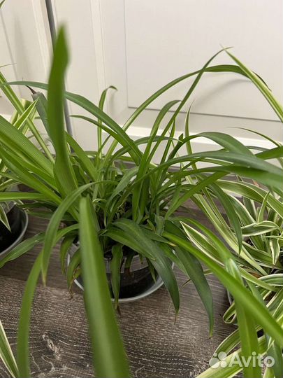 Хлорофитум укорененные отростки по несколько в 1