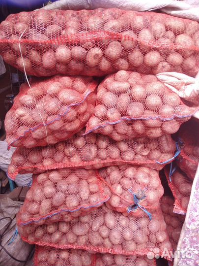 Продам картофель