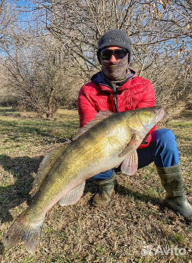 Мандула Астраханская