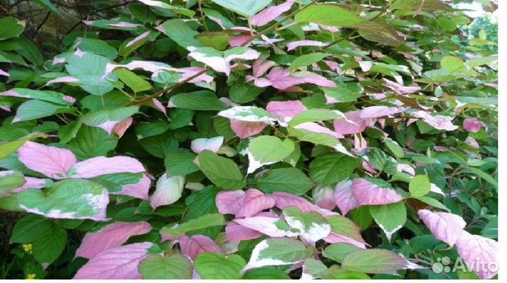 Растения для сада и ландшафтного дизайна