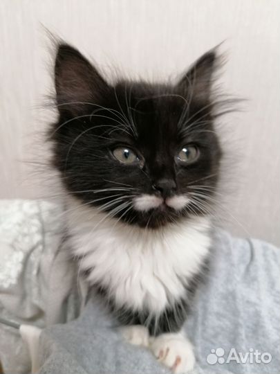 Подарю котят в добрые руки