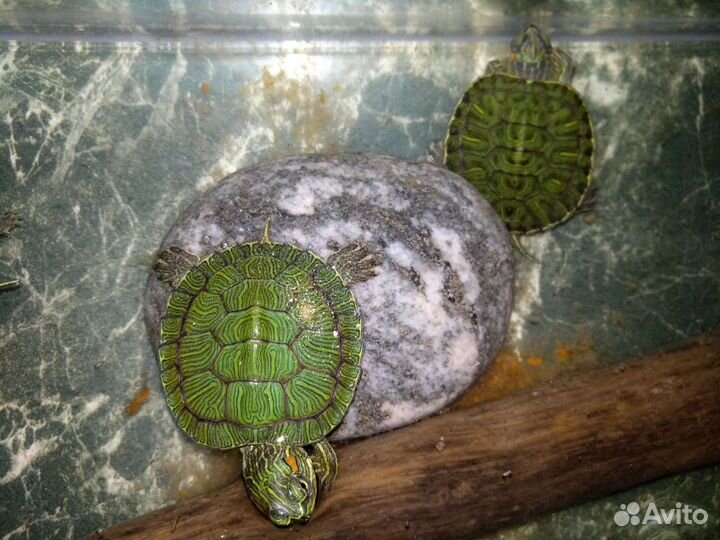 Красноухая черепашка * черепаха